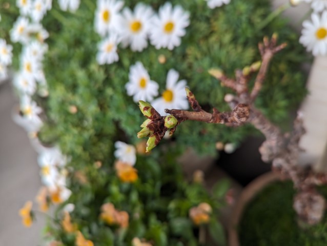 旭山桜の盆栽のつぼみ